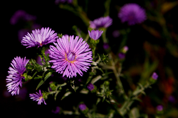 Purple Flower