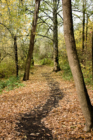 Wooded Path