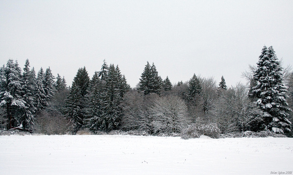 Snowy Landscape